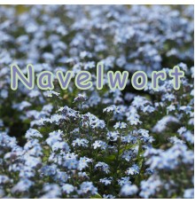 AReed - Navelwort