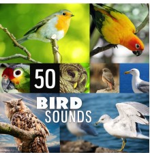 Absolutely Relaxing Oasis, nieznany, Marco Rinaldo - 50 Bird Sounds: Pure Echoes of Relaxing Nature