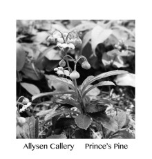 Allysen Callery - Prince's Pine