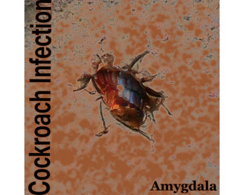 Amygdala - Cockroack Infection