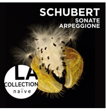 Anne Gastinel - Claire Désert - Franz Schubert : Sonate Arpeggione