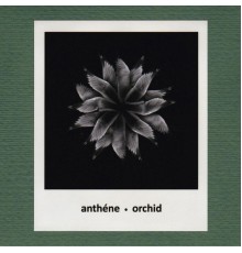 Anthéne - Orchid