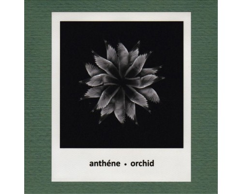 Anthéne - Orchid