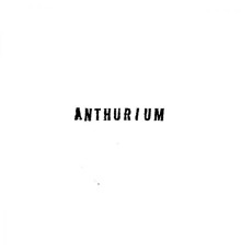 Anthurium - Anthurium