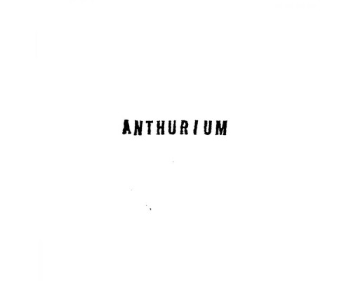 Anthurium - Anthurium