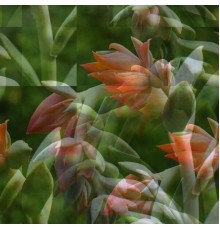 Bedquilt Townhouse - Helichrysum Marginal