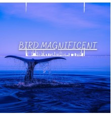 Bird Magnificent - Fadenoses Nauthunt