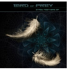 Bird of Prey - Stray Feathers