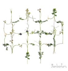 Blommor Inomhus - Herbarium