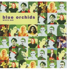 Blue Orchids - Mystic Bud