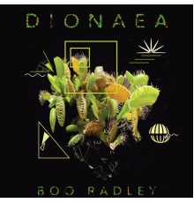 Boo Radley - Dionaea