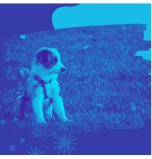 Brilliant Relaxing Dog Music - Acoustic Guitar Solo - Music for Resting Pups