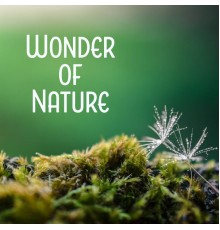 Bruits naturels, nieznany, Dominika Jurczuk-Gondek - Wonder of Nature - Stress Relief, Full Mute, Best Cure, Most Beautiful