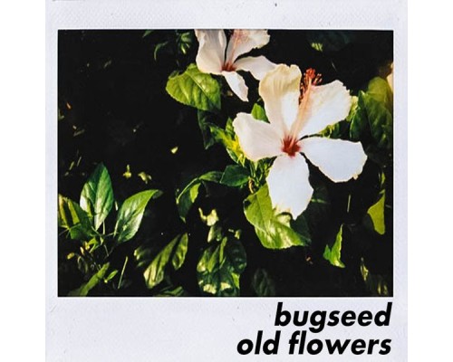 Bugseed - Old Flowers