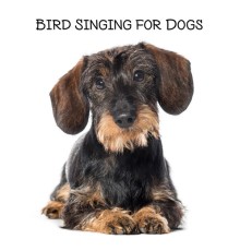 Calm Pets Music Academy - Bird Singing for Dogs: Set of Relaxing Sounds and Music for Your Pet