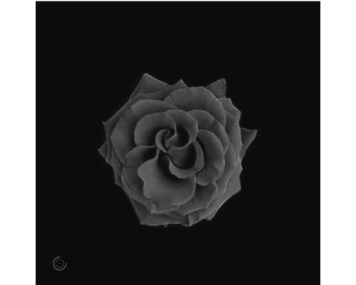 Carl Conky - Black Rose