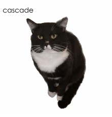 Cascade - Cascade (White Album)