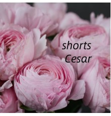 Cesar - shorts