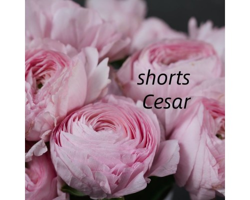 Cesar - shorts