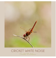 Cricket Melatonin - Cricket White Noise