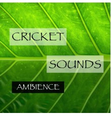 Cricket Sounds - Cricket Sounds Ambience