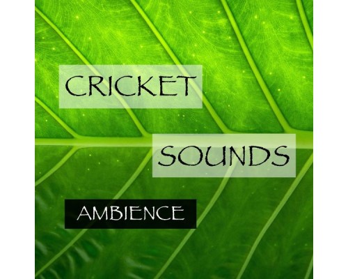 Cricket Sounds - Cricket Sounds Ambience Cricket Sounds - Cricket Sounds Ambience
