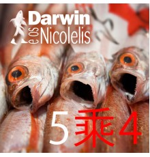 Darwin e os Nicolelis - 5乘4