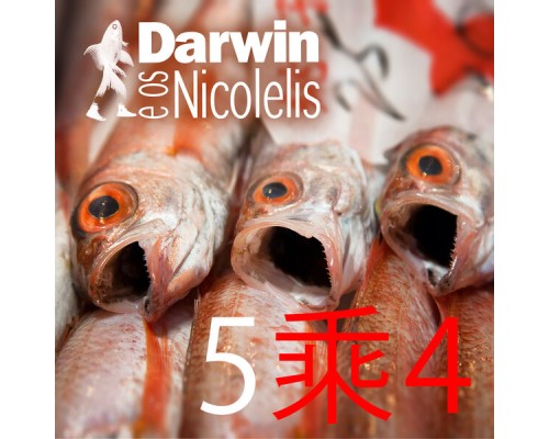 Darwin e os Nicolelis - 5乘4