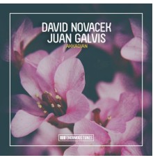 David Novacek & Juan Galvis - Akkadian