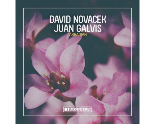 David Novacek & Juan Galvis - Akkadian