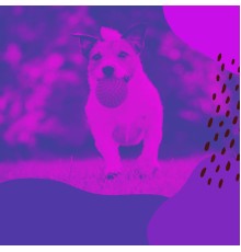 Doggy Naptime Songs - Bossa Nova (Music for Doggy Stress)