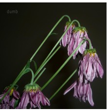 Dumb - Flowers Hang Their Heads