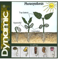 Dynamic - Photosynthesis