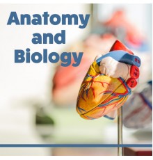 Easy Study Music Chillout - Anatomy and Biology - Learning Together, Best Time to Learn, Interesting Rhythms, Music for Concentration, Focus and Learn
