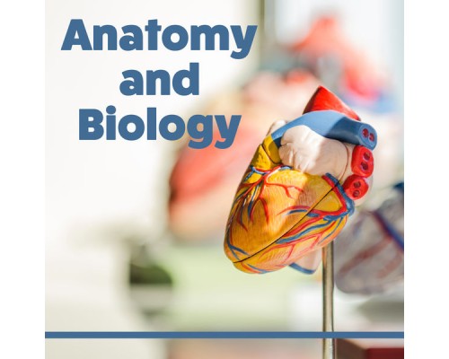 Easy Study Music Chillout - Anatomy and Biology - Learning Together, Best Time to Learn, Interesting Rhythms, Music for Concentration, Focus and Learn Easy Study Music Chillout - Anatomy and Biology - Learning Together, Best Time to Learn, Interesting Rhythms, Music for Concentration, Focus and Learn