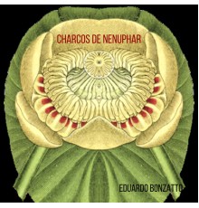 Eduardo Bonzatto - Charcos de Nenuphar