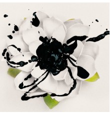 Eyes Set To Kill - White Lotus