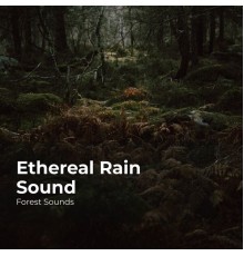 Forest Sounds, Ambient Forest, Rainforest Sounds - Ethereal Rain Sound