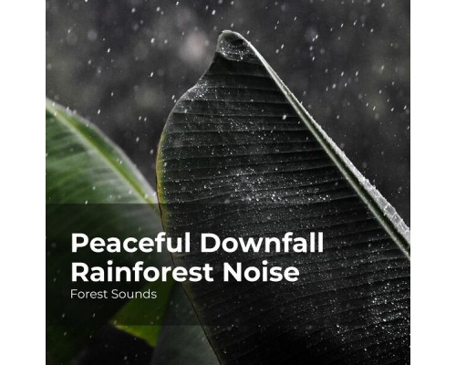Forest Sounds, Ambient Forest, Rainforest Sounds - Peaceful Downfall Rainforest Noise Forest Sounds, Ambient Forest, Rainforest Sounds - Peaceful Downfall Rainforest Noise