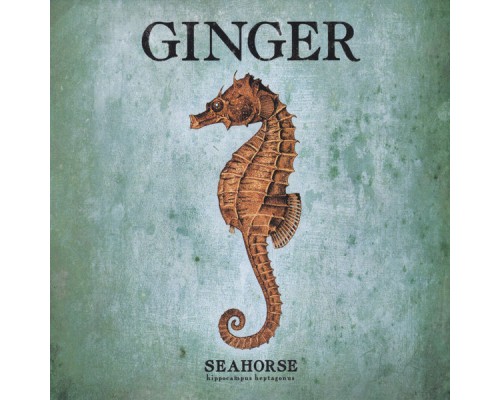 Ginger - Seahorse