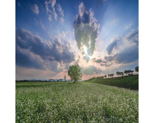 Green Tree - A night sky