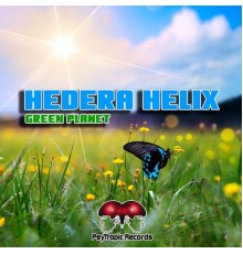 Hedera Helix - Green Planet