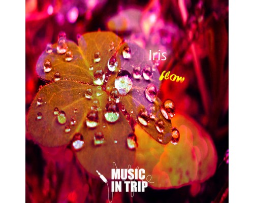 Iris - Flow