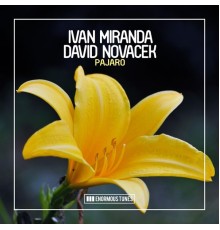 Ivan Miranda & David Novacek - Pajaro