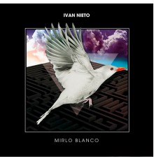 Ivan Nieto - Mirlo Blanco