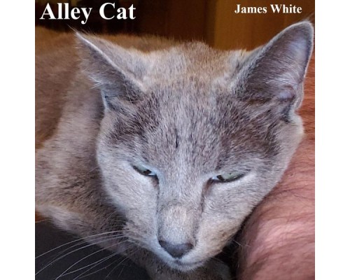 James White - Alley Cat