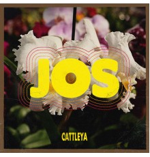 Jos - Cattleya