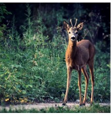 July - The Sound of Nature