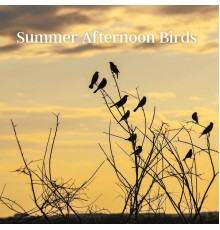 Jungleur - Summer Afternoon Birds