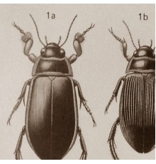 Lappländer - Water Beetles